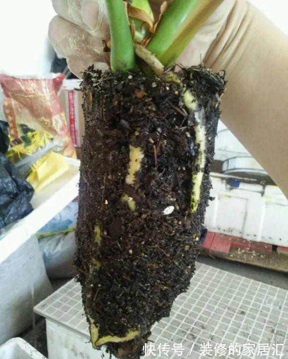 枝条|6种花别养老桩，越老越不开花，赶紧扦插备份