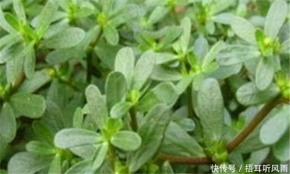 女性不愿老太快，要学会吃3种食物，排毒养颜，淡化色斑，抗衰老