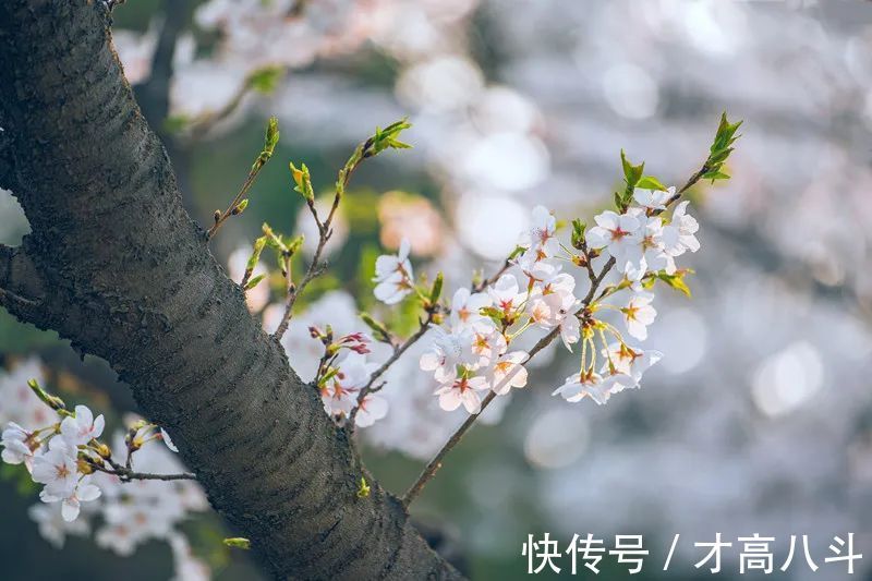 江月@100首春天唯美古诗词(值得收藏)