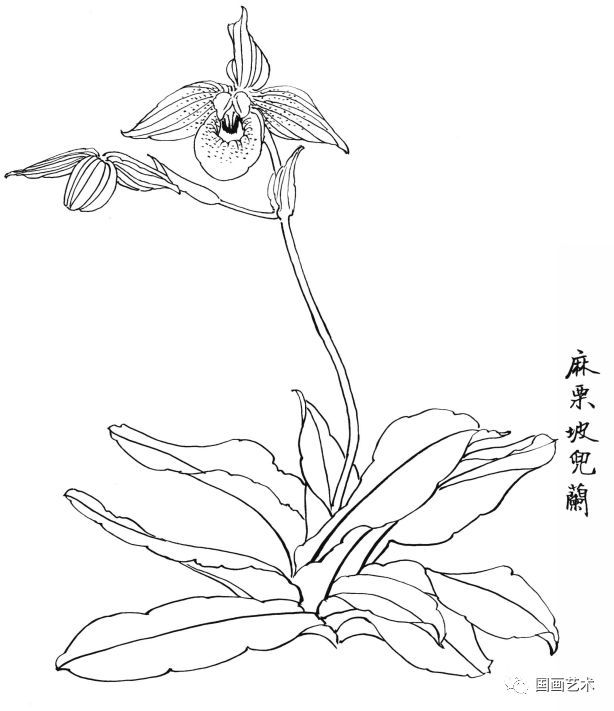  白描|花卉白描图谱选页分享