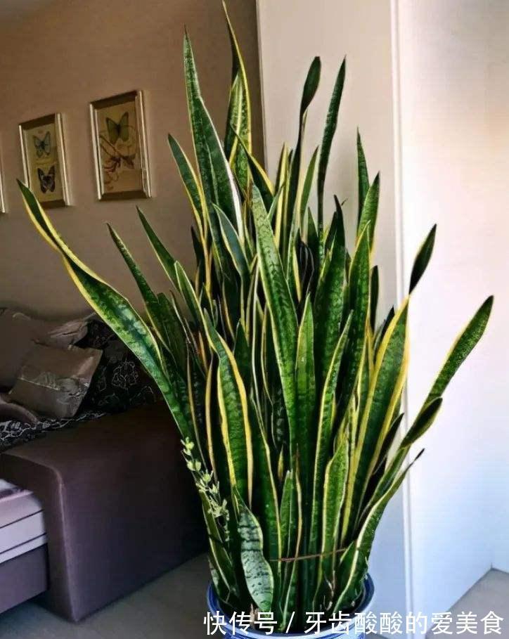 10大健康花,建议养一盆,不但能吸废气制氧气,还好养贵气