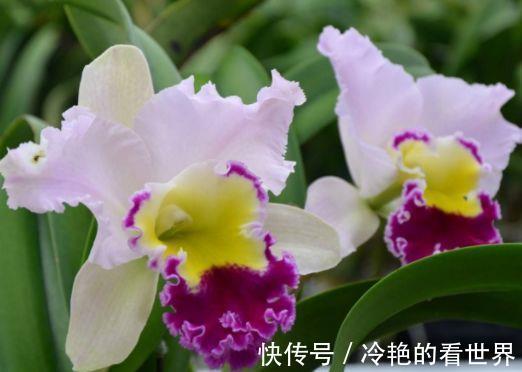 大花蕙兰|8月11日-8月26日，庭院选这几款花，漂亮大气，四季开花