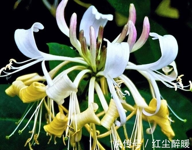 金银花|夏季喜欢养菊花,不如养护一盆金银花,香气扑鼻,还能清解血毒