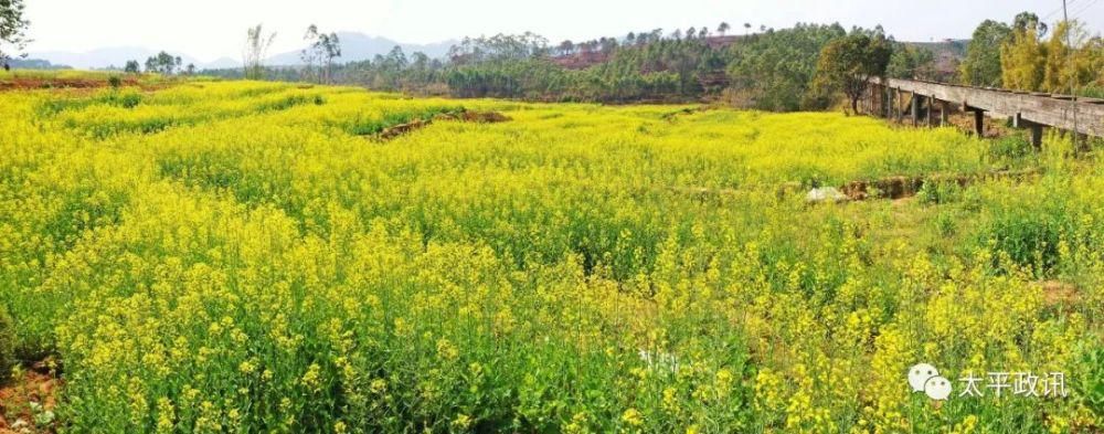 老年|靓！太平镇下黎村近200亩油菜花盛开，刷爆了朋友圈！