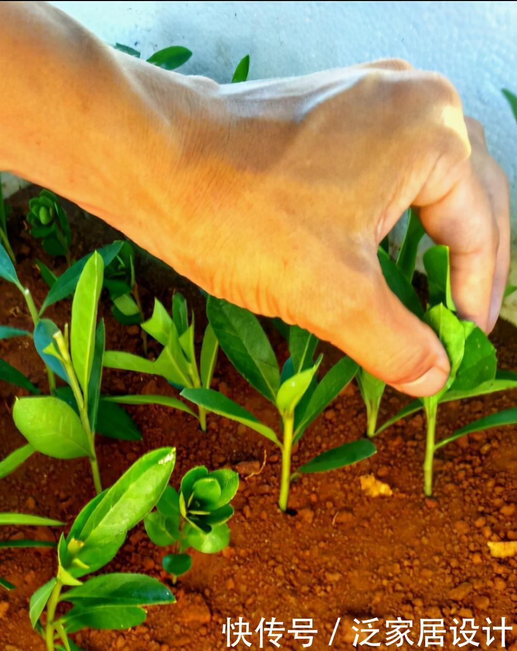 抓住春天扦插季,剪一个花枝,落地就生根,繁殖一堆小花苗