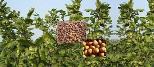 东北山里的号称“干果之王”的山货，榛子，营养很高，你喜欢么