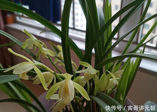 层叠群花|给兰浇水，做好这“三配合”，不烂根不空根，开出层叠群花