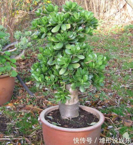 随便掐个枝叶都能养活的4种盆栽植物,不用你管就能爆盆!