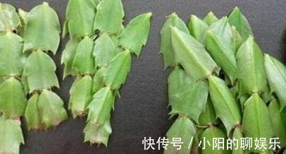 养护|蟹爪兰烂根不要扔，处理得当，来年满盆还开花