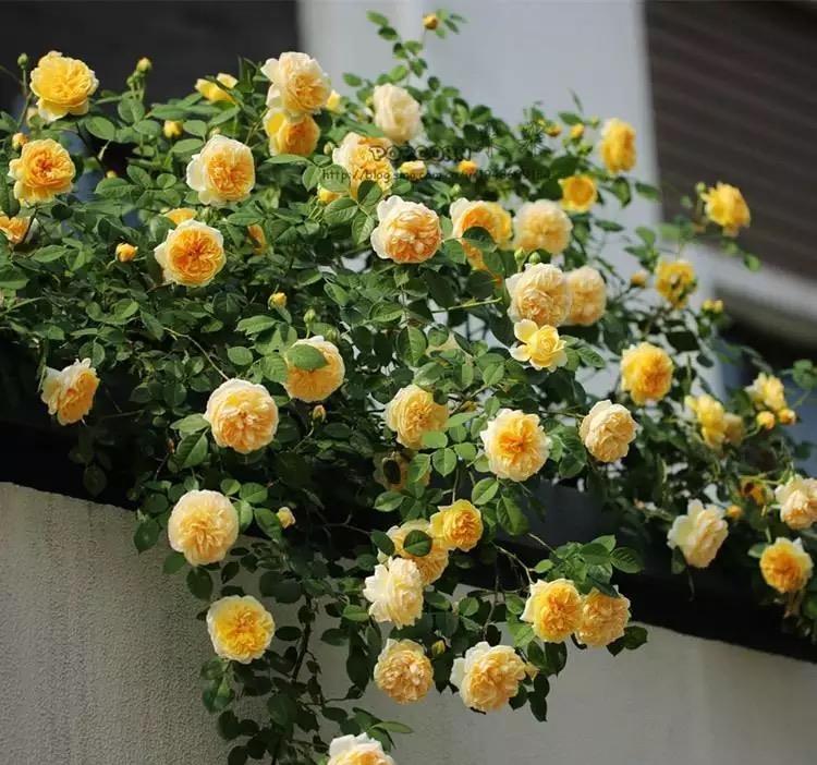 铁线莲|这些“大型花”无论多漂亮,眼馋也别买,没有大院子,买了白扔钱