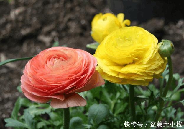 这种花，把根扔在土里就能活，一根能发十盆