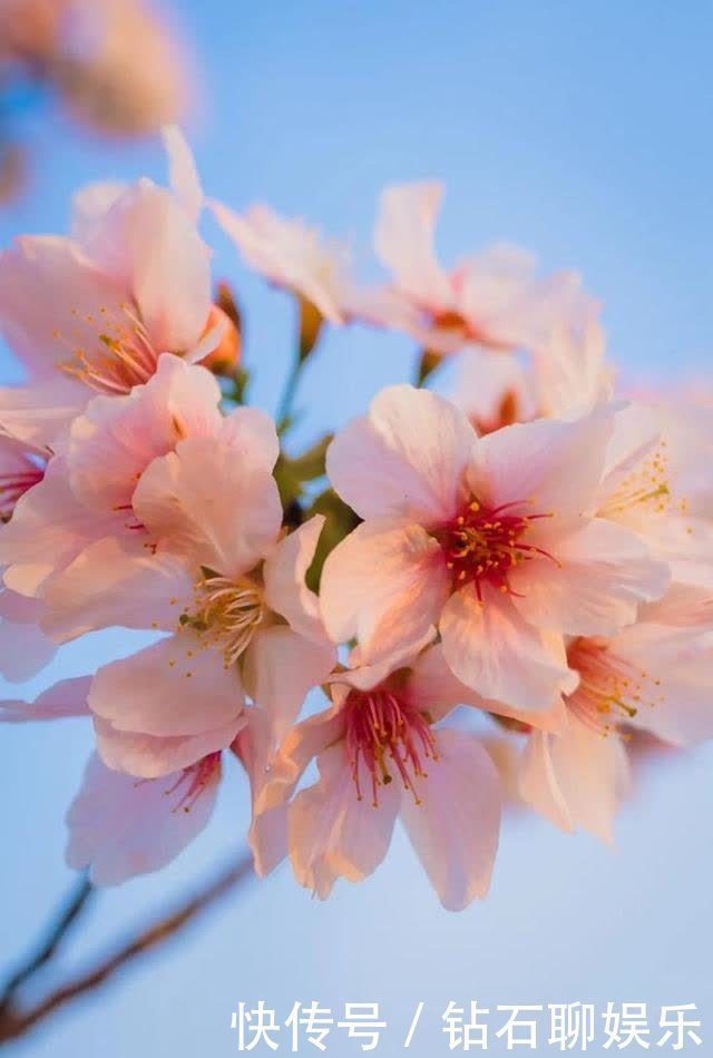 三月|花样荷城，美不胜收！