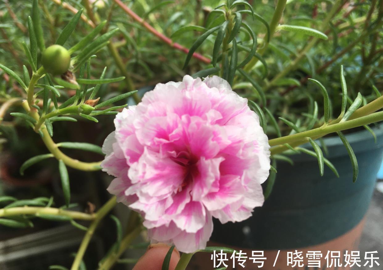 花儿|秋天的太阳花，给点肥剪一剪，从瘦弱变得茁壮，花儿更多