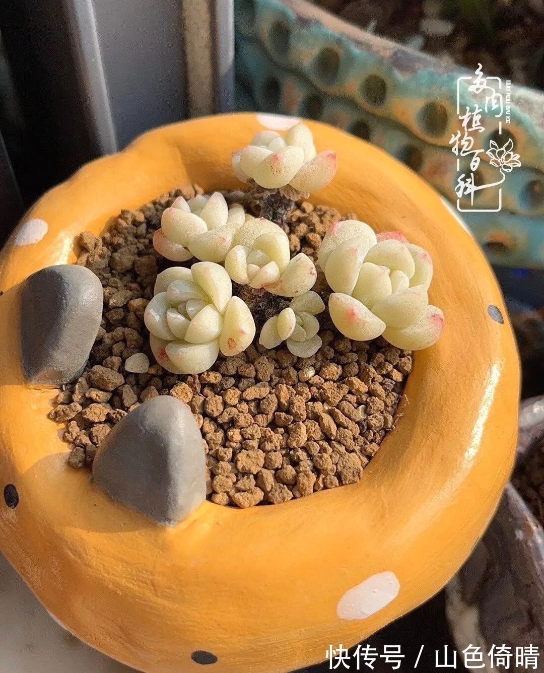 我与多肉植物百科的398天离别又重逢！