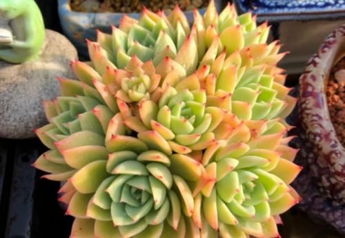 多肉在什么情况下需要浸盆？怎样浸盆才是正确的操作方式？