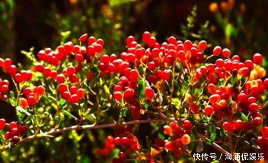 美容|女性想瘦身美容,多吃4种食物,排出毒素,养颜滋养女性子宫