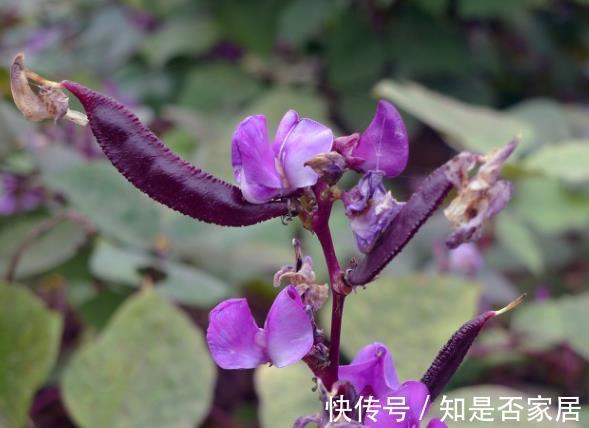 豇豆角种植方法和时间 豇豆角种植方法和时间