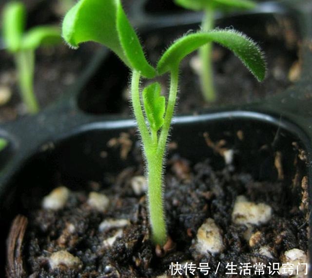 撒下一颗小小的种子,能开出一百多朵的花,太美太好养了!