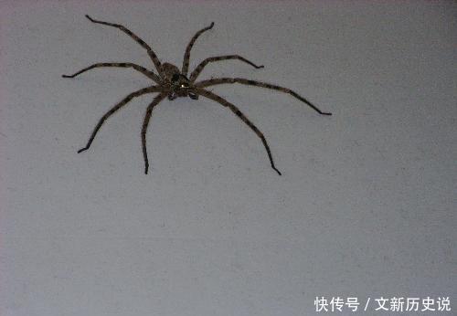 晚上看见大蜘蛛的预兆是什么 家里的蜘蛛能不能打死 快资讯