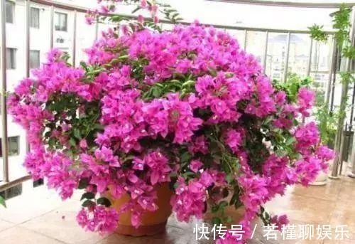 夏季养护三角梅突出做好“四勤”，枝繁叶茂，连续开花满枝头