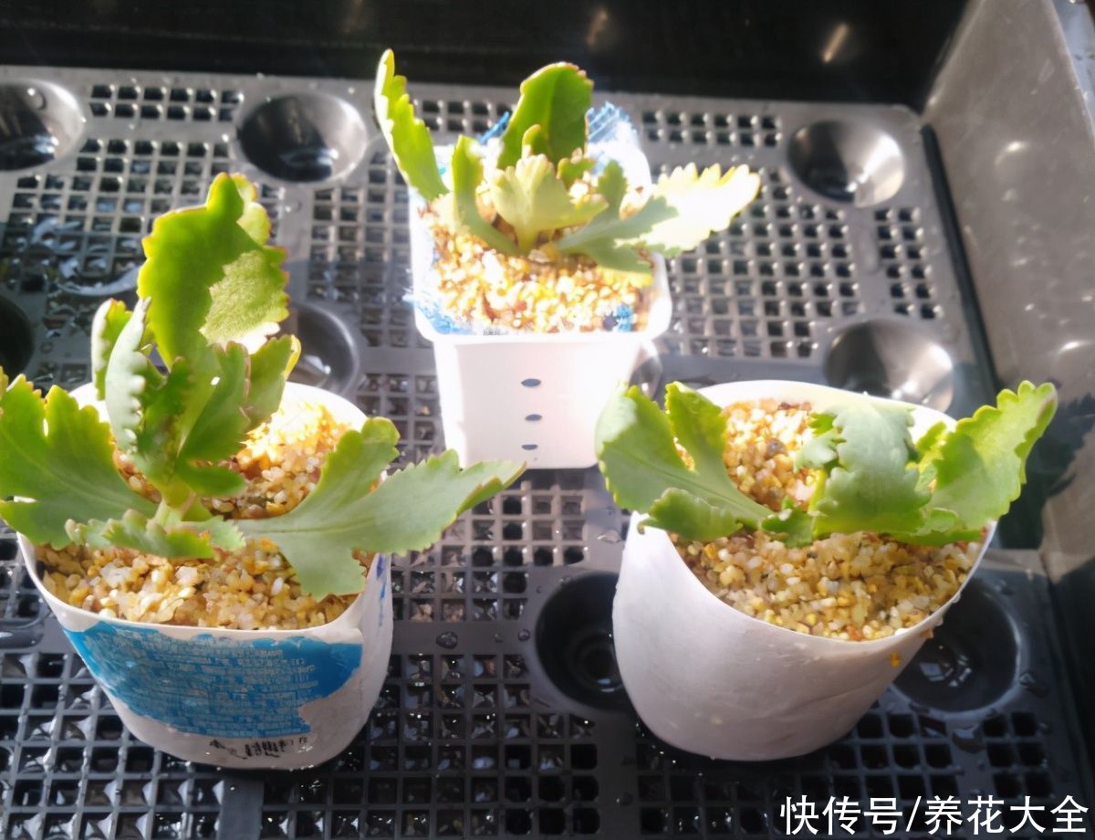 7种“落地生根”花，春天多插几棵，成活率特别高