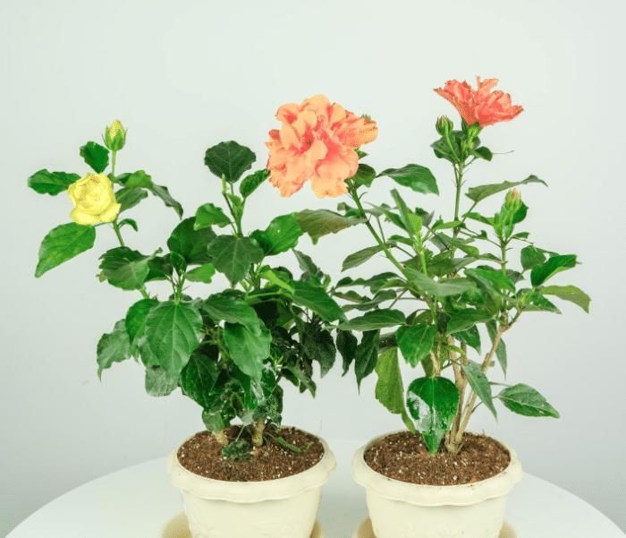 这些花最爱掉花苞,千万少浇水,越浇越不开花早看早知道