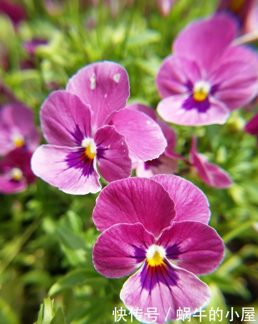 不抱希望,跟风买了网红花,却有意想不到的收获