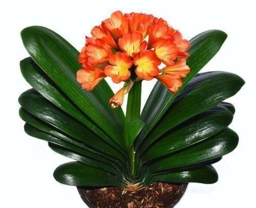 7月份之后,养护君子兰不能犯这“四个错误”,否则烂根又烂叶