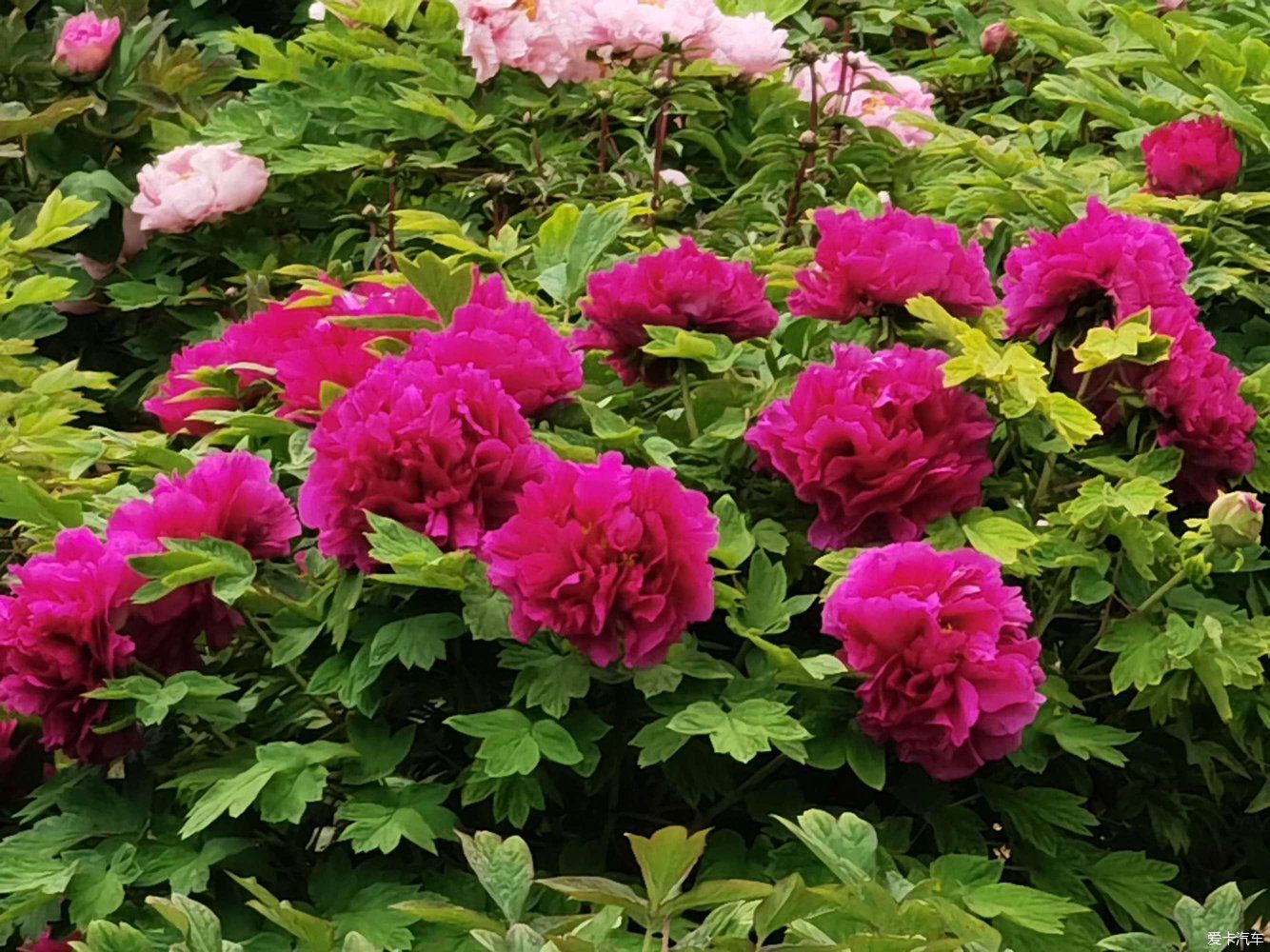 花开时节动京城，唯有牡丹真国色