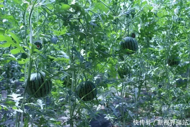 麦秋|【节气】小满,一个充满传统智慧的节气!