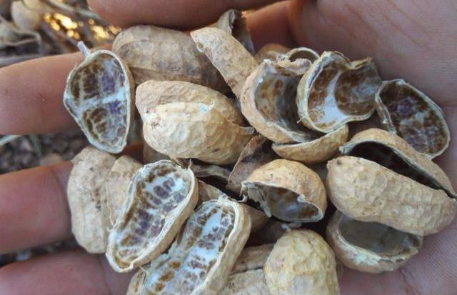 家中养君子兰,不用买土,3样“东西”一搭配,比买的土还好用