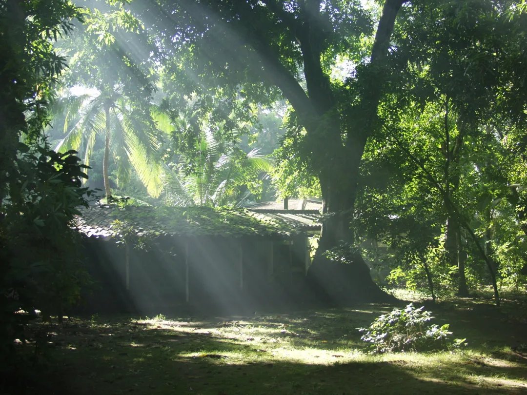 夏夜追凉|诗词丨人皆苦炎热,且以清凉度盛夏