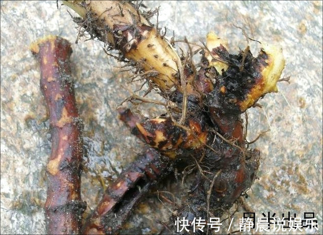 农村|农村路边让人讨厌的野草却有大作用，去疤不留痕迹，比精油好多了