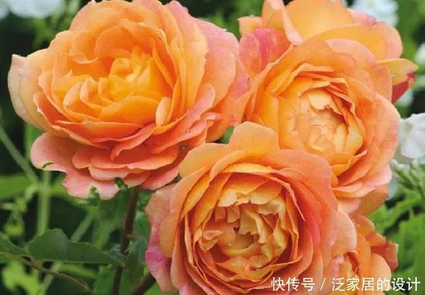 花友们,这花越养越上瘾,入坑成了品种控,家里开成花海洋