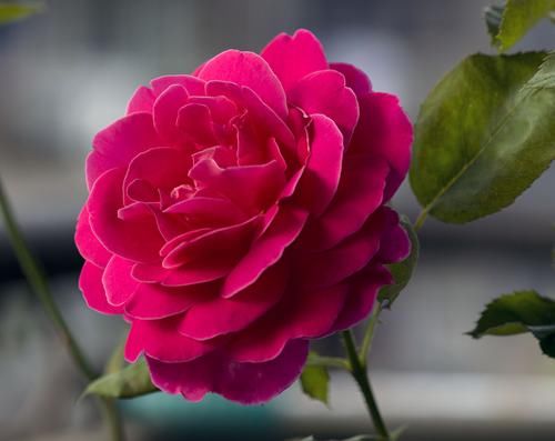 葵花朵|养花试试这几款，花大色艳，亭亭玉立，分外夺人眼球