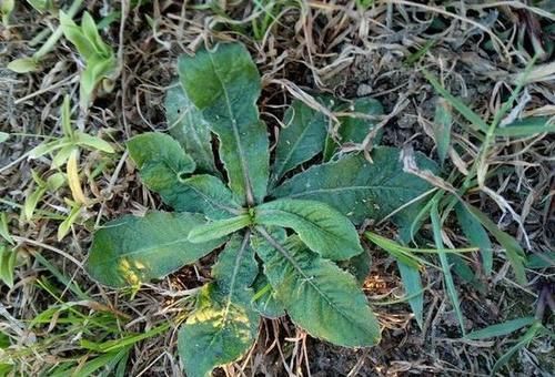 采摘|它是口腔溃疡“特效药”，人称地胆草，路边到处是，需要请重视！