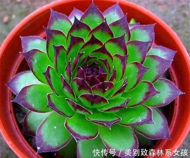 多肉中的“普货之王”,造型美寓意好,学会这“3招”,轻松爆盆