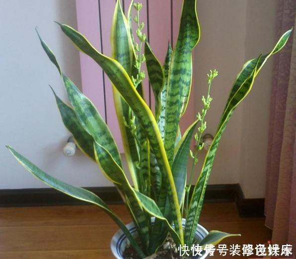 杀菌|卫生间没窗户?养此4种花,耐阴好活,关键:除臭、杀菌,空气好