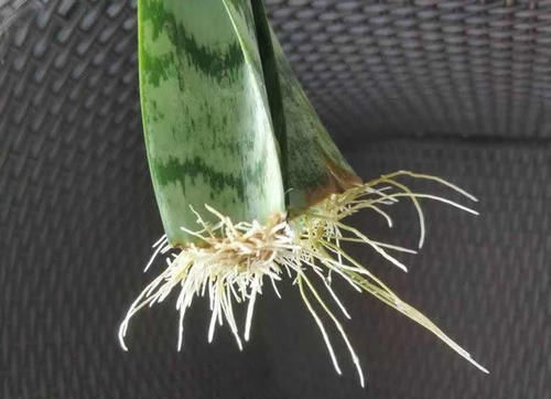 原来这5种花,都能用“1片叶子”长出一大盆,还买啥?