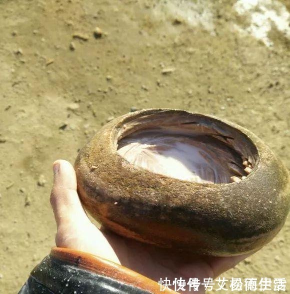 石头|大爷用石头来养花,越养越值钱,有人出1000块也不卖!