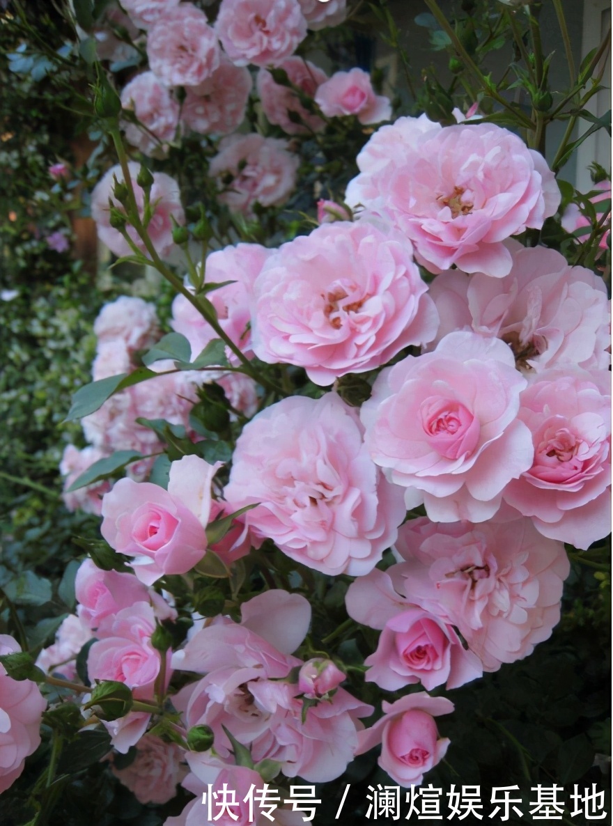 花市|买花时别听老板忽悠，这6种花真心不好养，新手基本养一盆死一盆