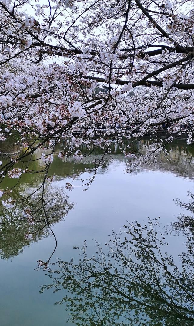 东风！樱花诗词32首:春江掩映在花丛，万树江花似梦中