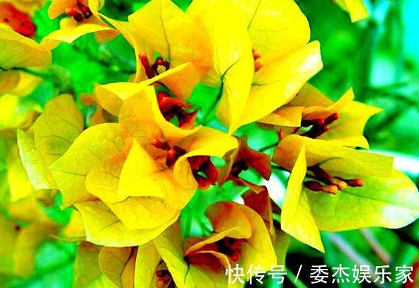 喜欢三角梅,就养盆“珍稀名品”柠檬黄三角梅,花开艳丽妖娆