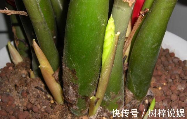 金钱树用“它”养，一月来2勺，小芽小根长不停，金钱叶一串串！