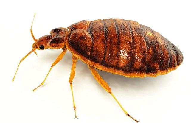 驱蚊酯|让娃远离蜱虫的侵扰!