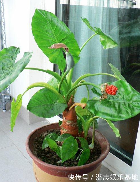 家里养花,避开8种“小毒花”,家里有老人孩子,孕妇的,别靠近