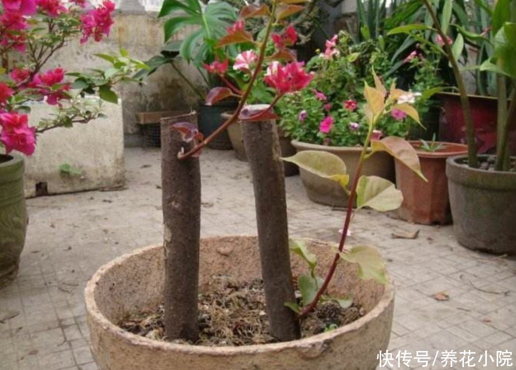 修剪|立秋了,扦插5种花,生根快,容易成活