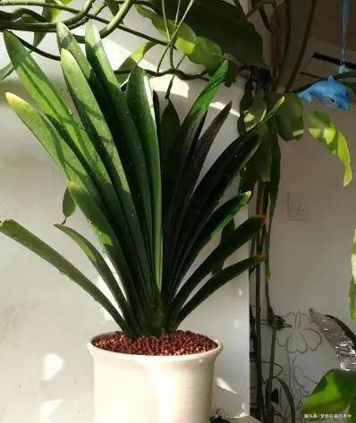 新芽|君子兰换盆,多做“这1步”,15天恢复生长,比往年花量多得多