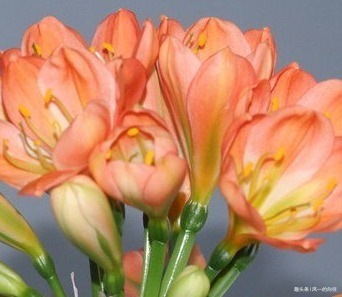 君子兰很难养养花30年的王大爷告诉你养花秘诀，养啥都爆满盆