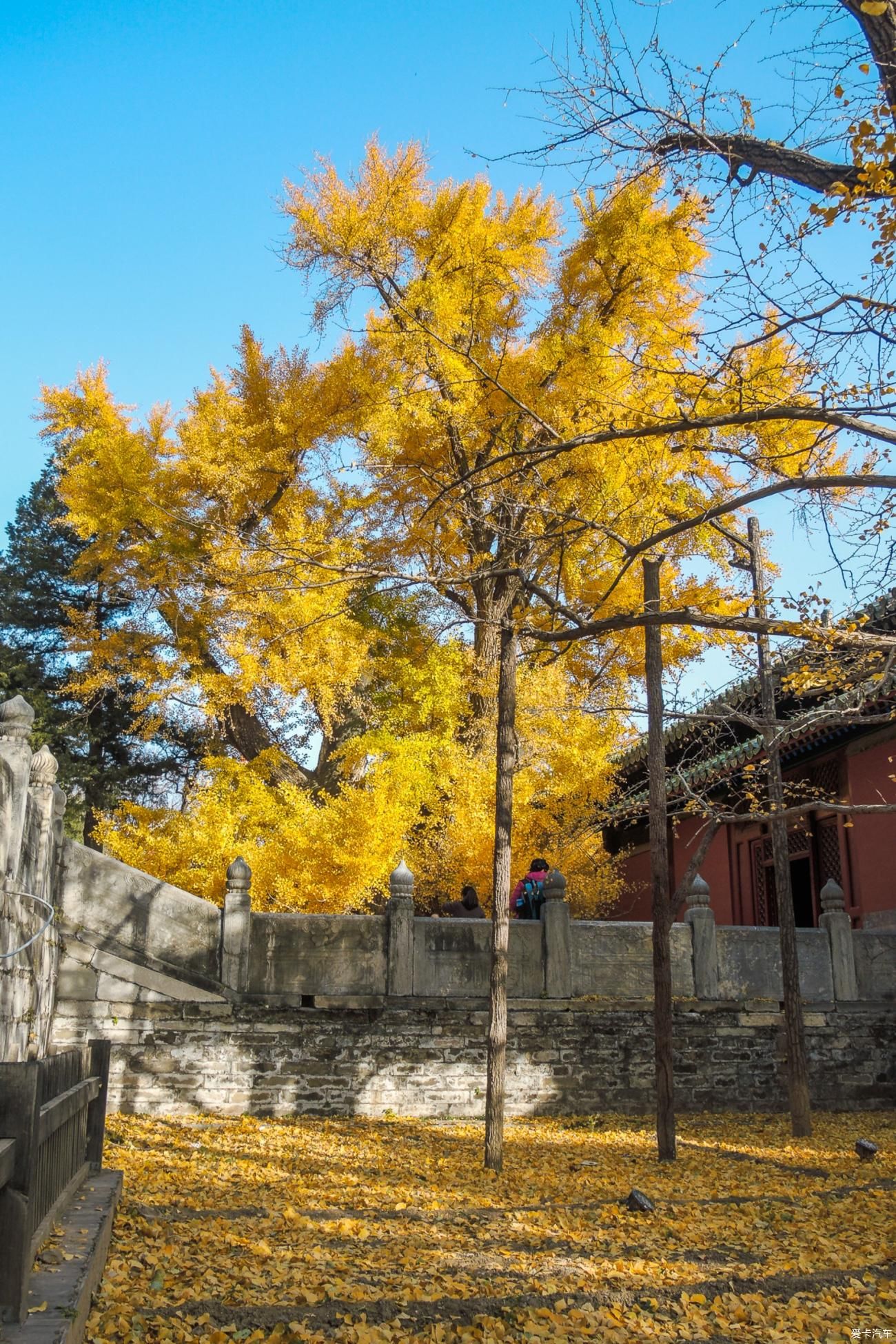  西山|西山大觉寺赏秋正当时